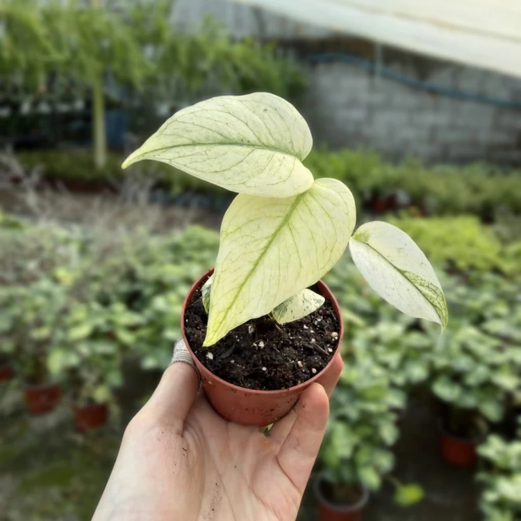 Monstera Mint P8