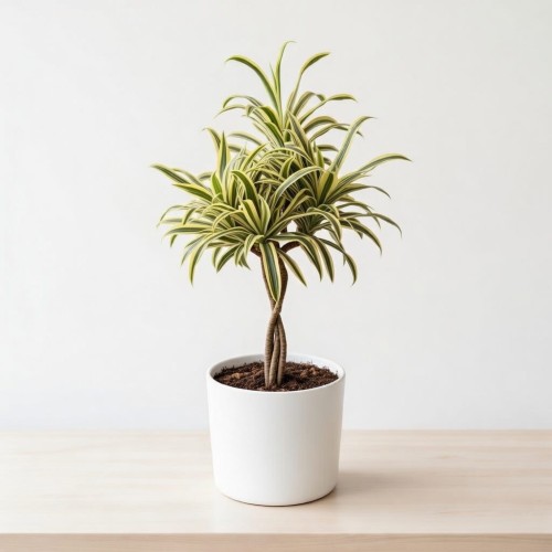 Dracaena reflexa Song of India Dracena P21