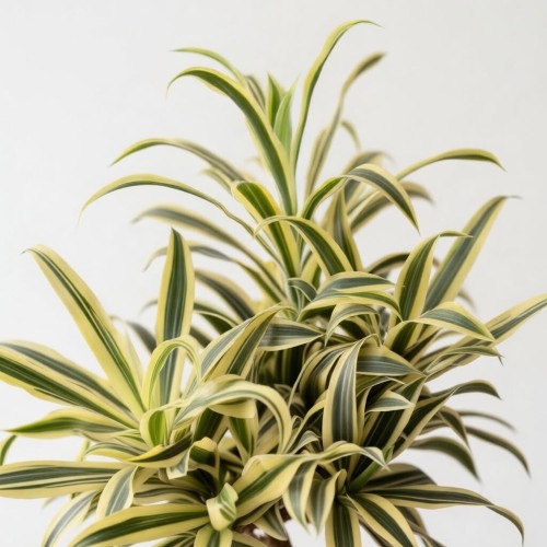 Dracaena reflexa Song of India Dracena P21