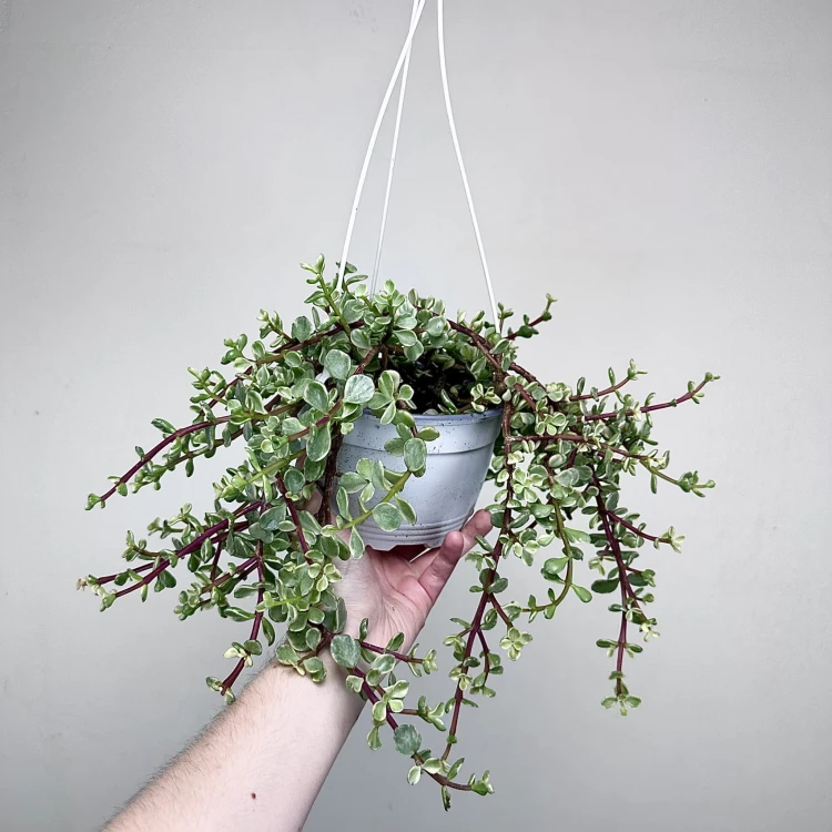 Portulacaria afra Variegata P17 wisząca #3