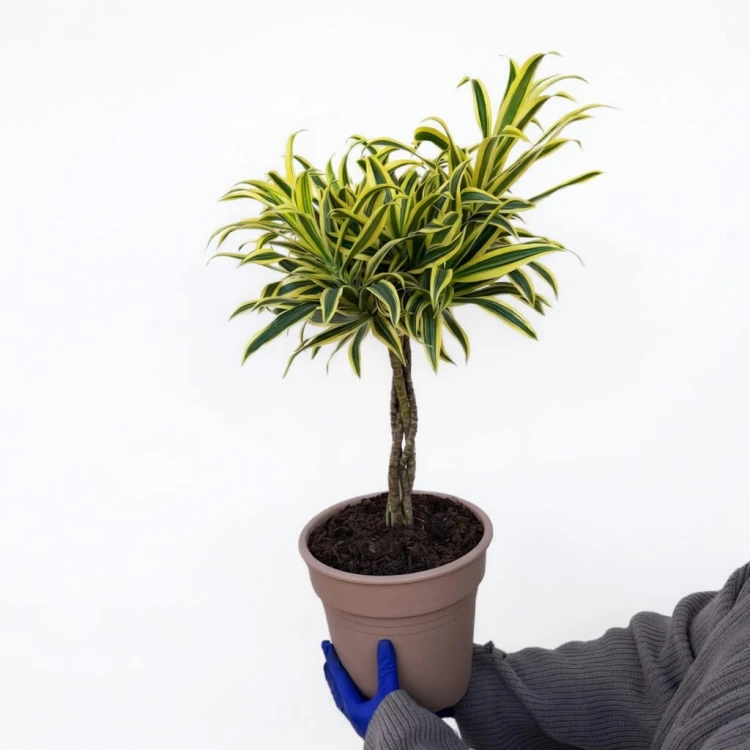 Dracaena reflexa Song of India Dracena P21