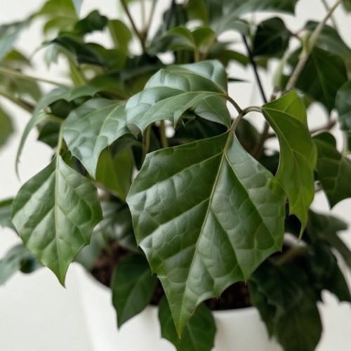 Cissus rombolistny P19 wisząca