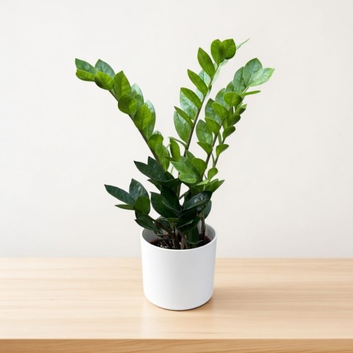 Zamioculcas zamiifolia Zamiokulkas zamiolistny P14