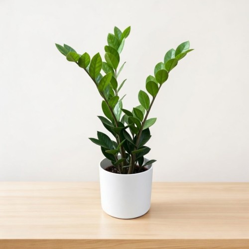 Zamioculcas zamiifolia Zamiokulkas zamiolistny P14