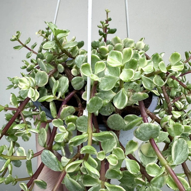 Portulacaria afra Variegata P17 wisząca #4