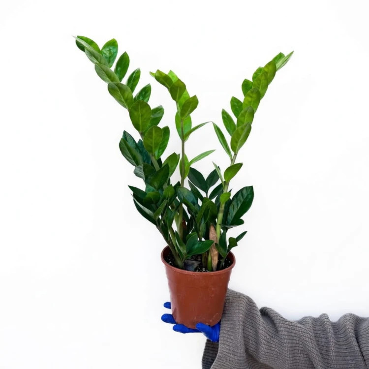 Zamioculcas zamiifolia Zamiokulkas zamiolistny P14
