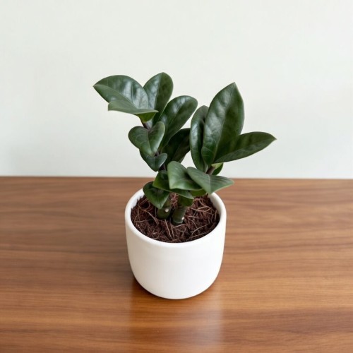 Zamioculcas zamiifolia Zenzi Zamiokulkas zamiolistny P6