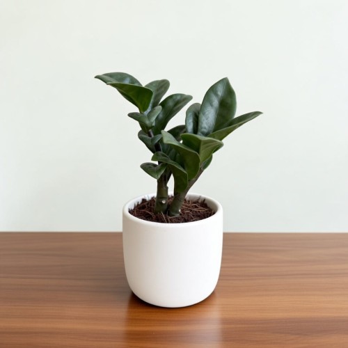 Zamioculcas zamiifolia Zenzi Zamiokulkas zamiolistny P6