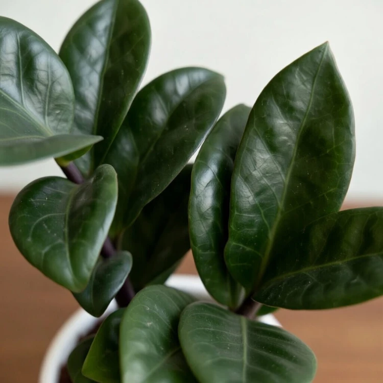 Zamioculcas zamiifolia Zenzi Zamiokulkas zamiolistny P6