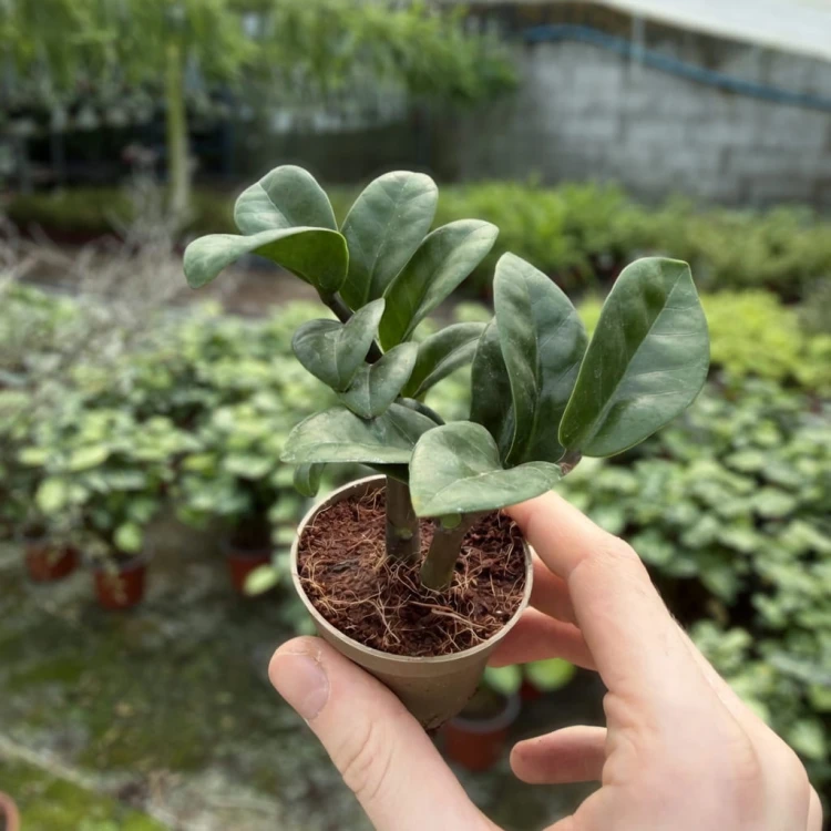 Zamioculcas zamiifolia Zenzi Zamiokulkas zamiolistny P6