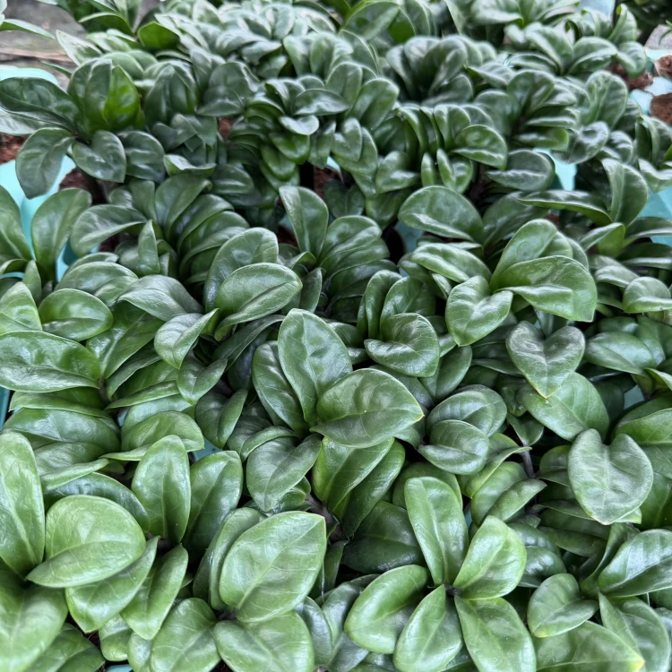 Zamioculcas zamiifolia Zenzi Zamiokulkas zamiolistny P6