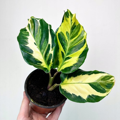 Calathea Electric Shock Kalatea #1