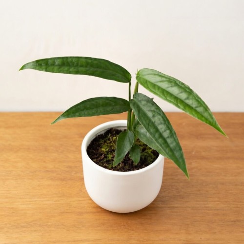 Monstera obliqua Yasuni P11