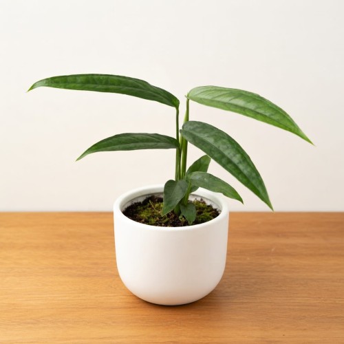 Monstera obliqua Yasuni P11
