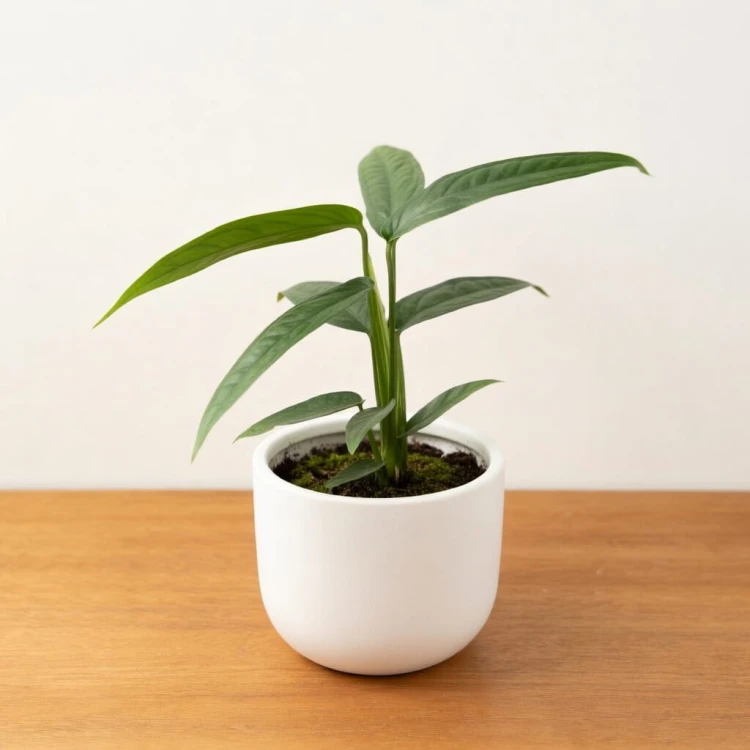 Monstera obliqua Yasuni P11