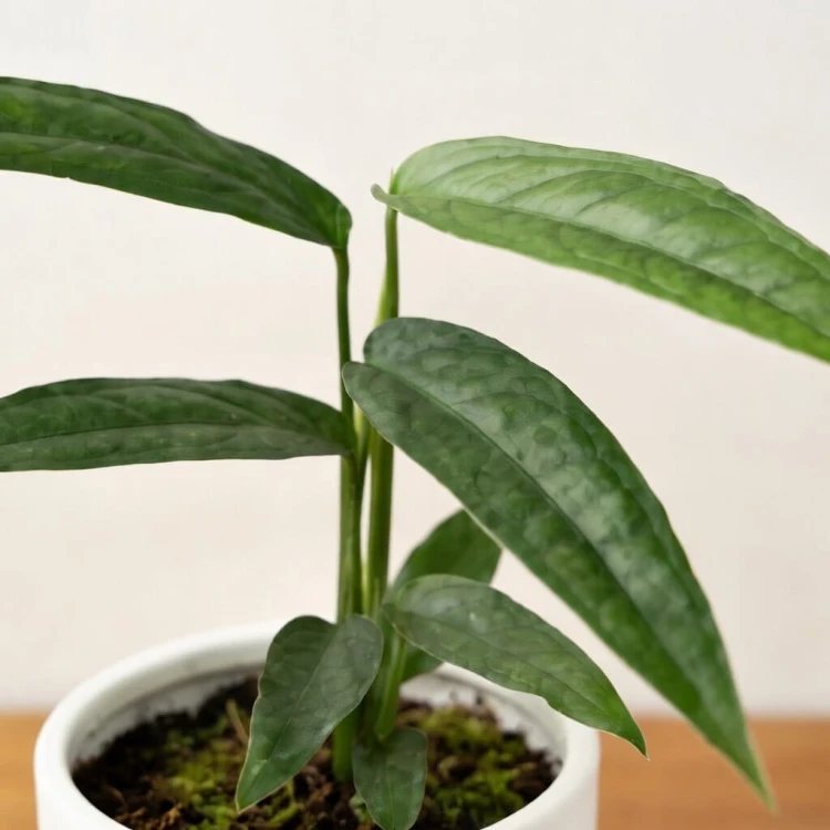 Monstera obliqua Yasuni P11