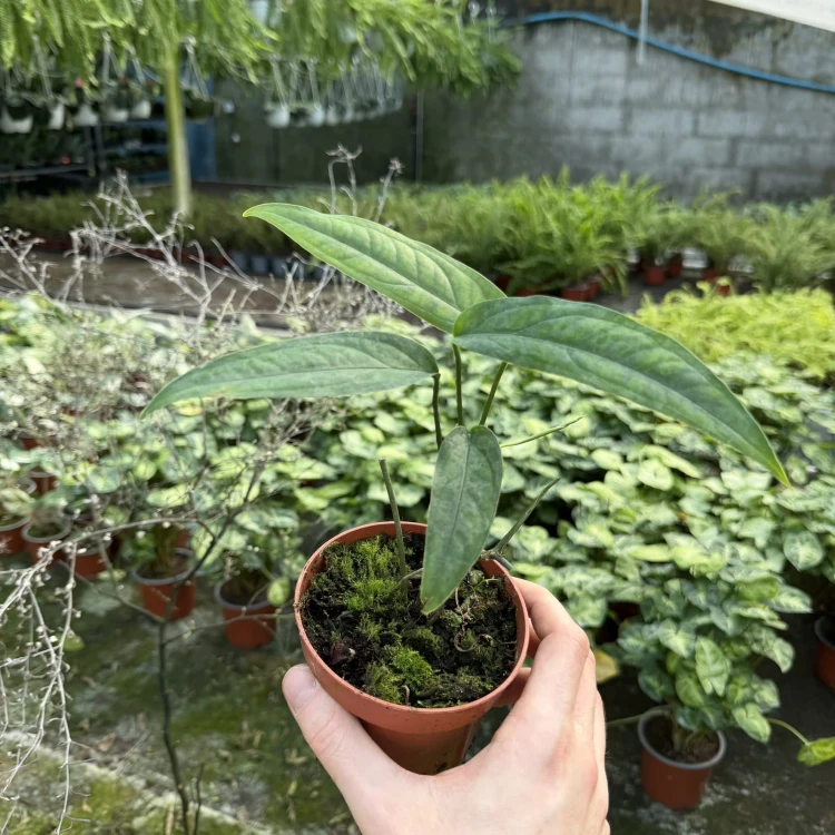 Monstera obliqua Yasuni P11