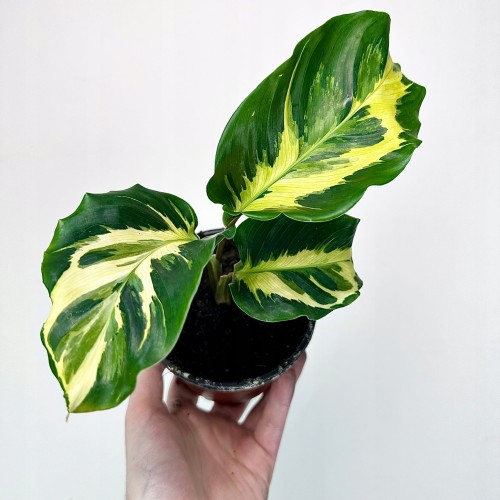 Calathea Electric Shock Kalatea #2
