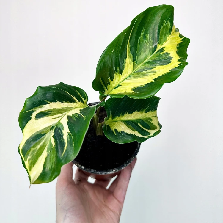 Calathea Electric Shock Kalatea #2