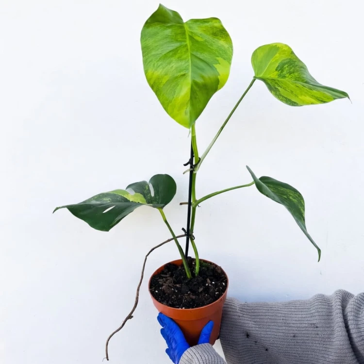 Monstera deliciosa Variegata Aurea Dziurawa P17