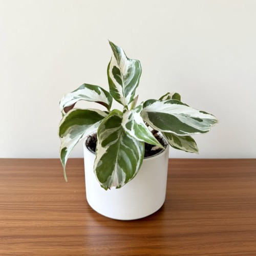 Calathea White Miracle Kalatea P6
