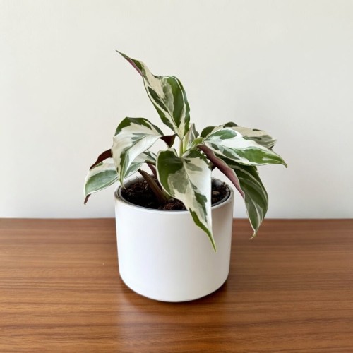 Calathea White Miracle Kalatea P6
