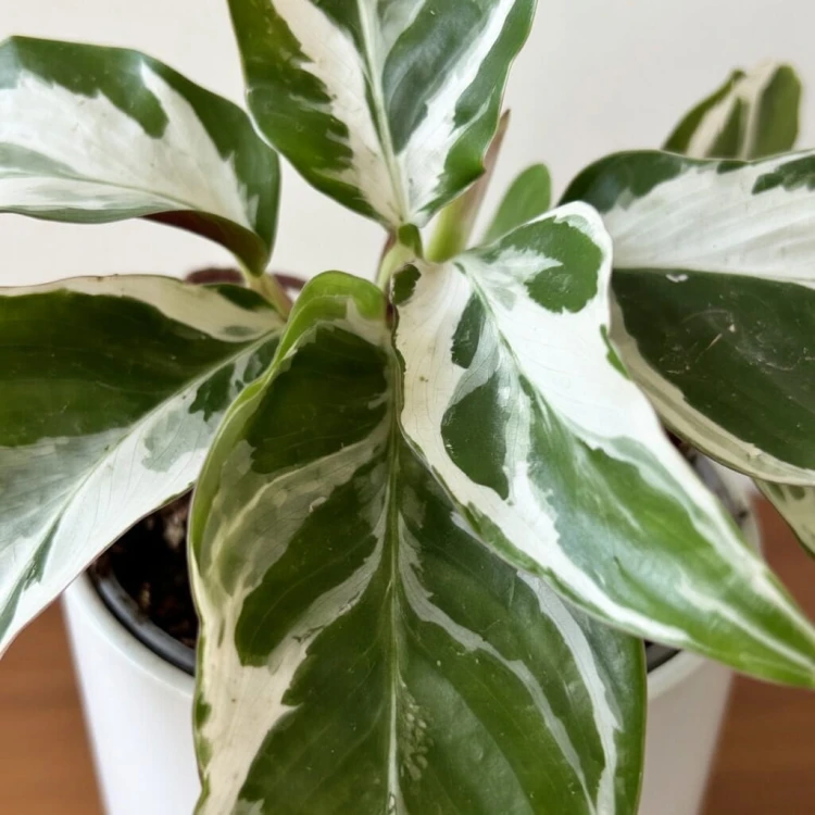 Calathea White Miracle Kalatea P6