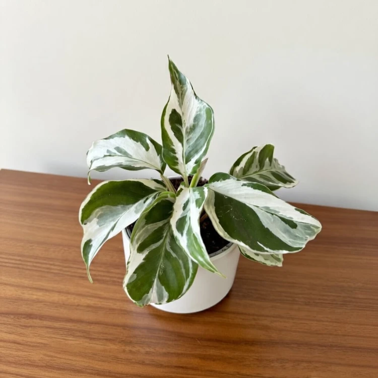 Calathea White Miracle Kalatea P6