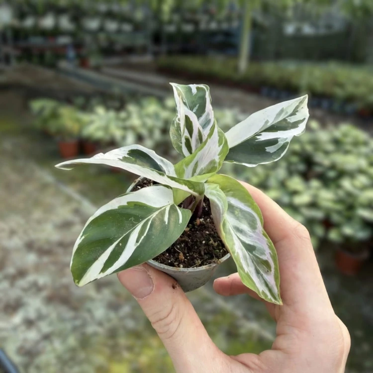 Calathea White Miracle Kalatea P6
