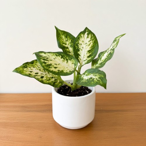 Dieffenbachia maculata Amy Difenbachia P6