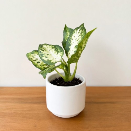 Dieffenbachia maculata Amy Difenbachia P6