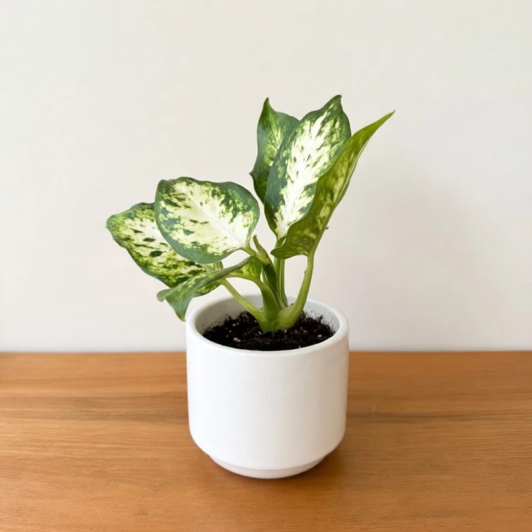 Dieffenbachia maculata Amy Difenbachia P6