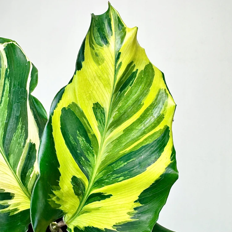Calathea Electric Shock Kalatea - ReplinKwiaty