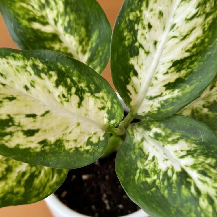 Dieffenbachia maculata Amy Difenbachia P6