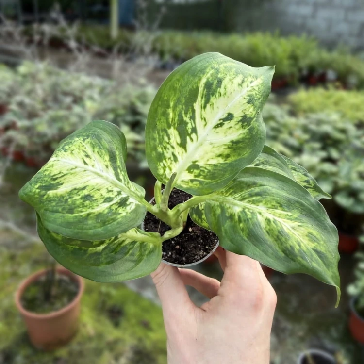 Dieffenbachia maculata Amy Difenbachia P6