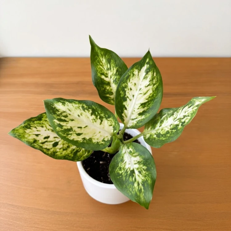 Dieffenbachia maculata Amy Difenbachia P6
