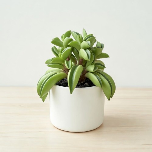 Peperomia rotundifolia Fire Sparks P6