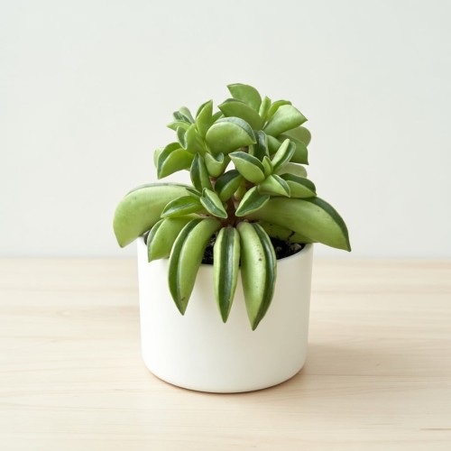 Peperomia rotundifolia Fire Sparks P6