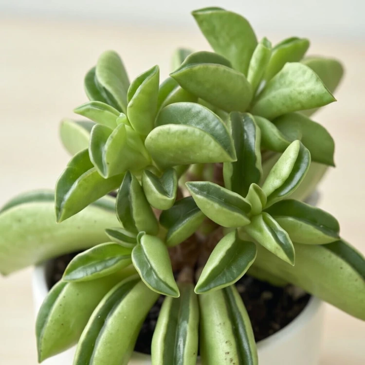 Peperomia rotundifolia Fire Sparks P6