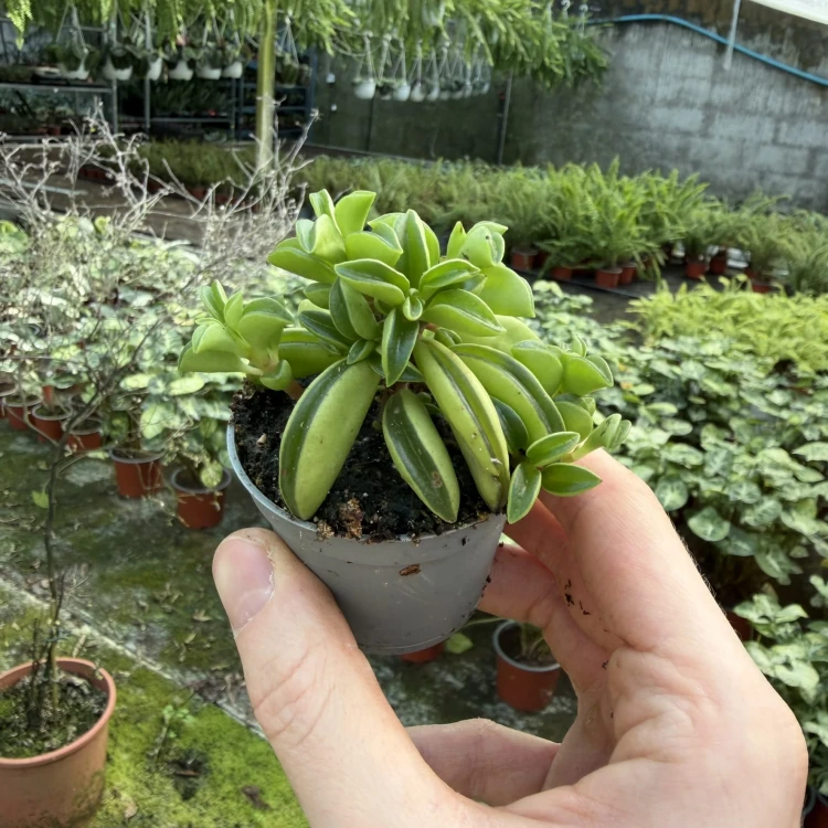 Peperomia rotundifolia Fire Sparks P6