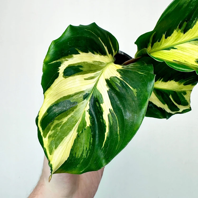 Calathea Electric Shock Kalatea #4