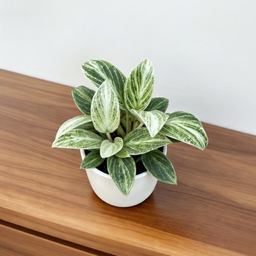 Philodendron Peridot Filodendron P6