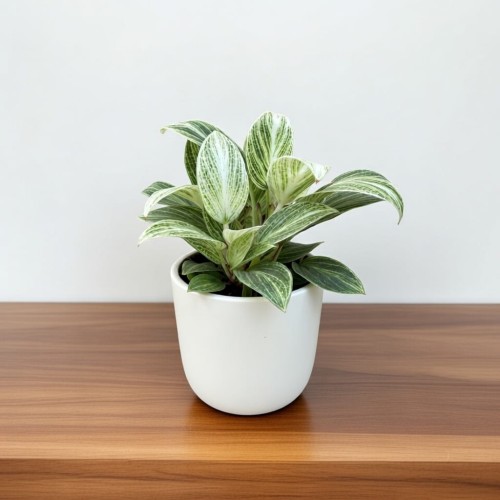 Philodendron Peridot Filodendron P6