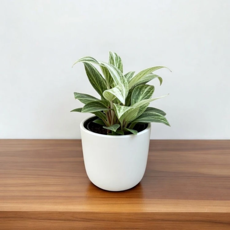 Philodendron Peridot Filodendron P6