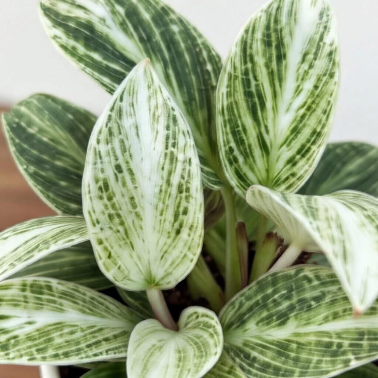 Philodendron Peridot Filodendron P6