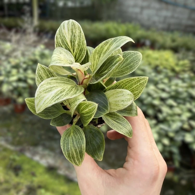 Philodendron Peridot Filodendron P6