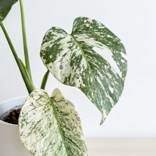 Monstera deliciosa Mint Variegata P12