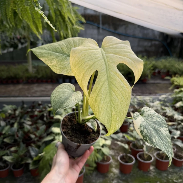 Monstera deliciosa Mint Variegata P12