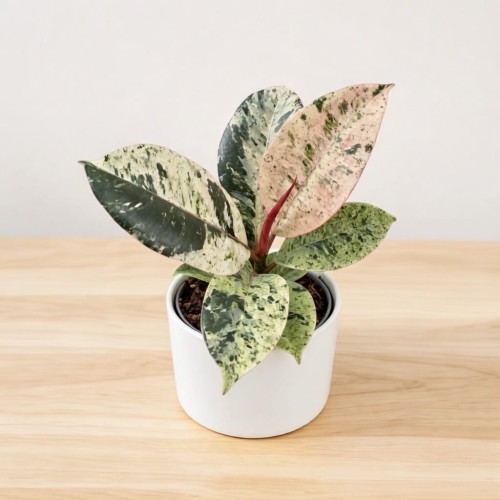 Ficus elastica Moonshine Shivereana Fikus P6