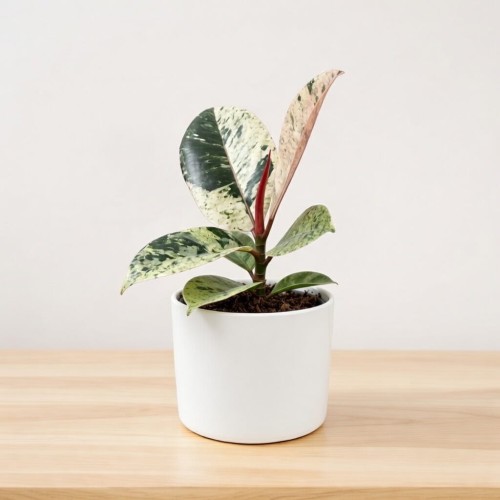 Ficus elastica Moonshine Shivereana Fikus P6
